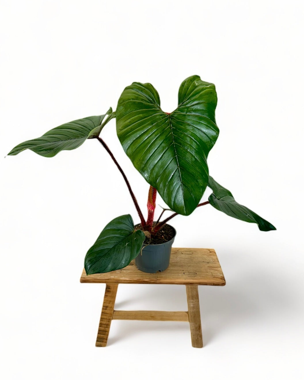 Philodendron Squamiferum x Serpen