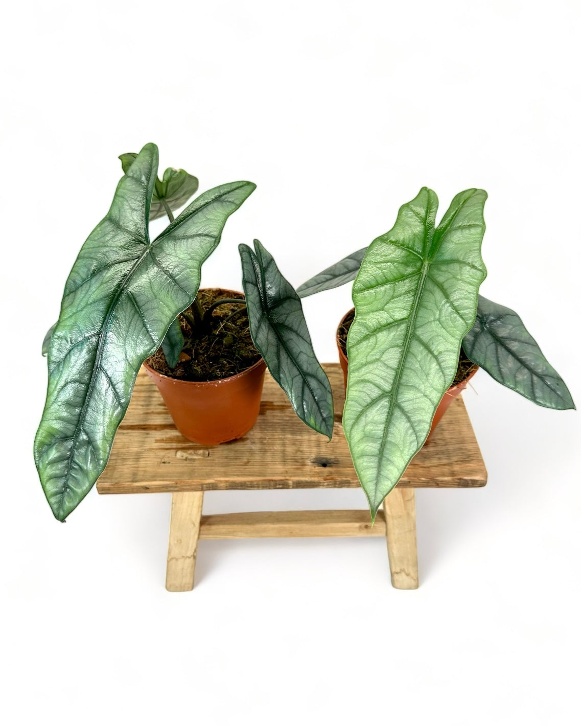 Alocasia Heterophylla Dragon's Breath