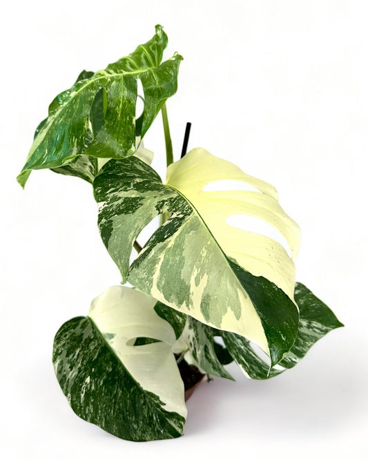 Monstera Borsigiana variegata