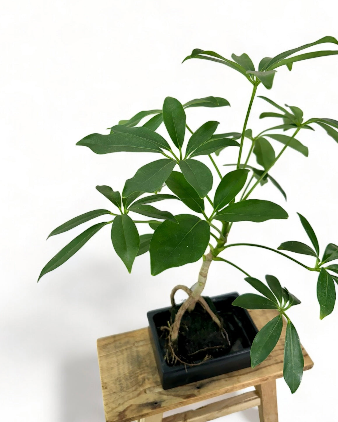 Schefflera sur pierre de lave