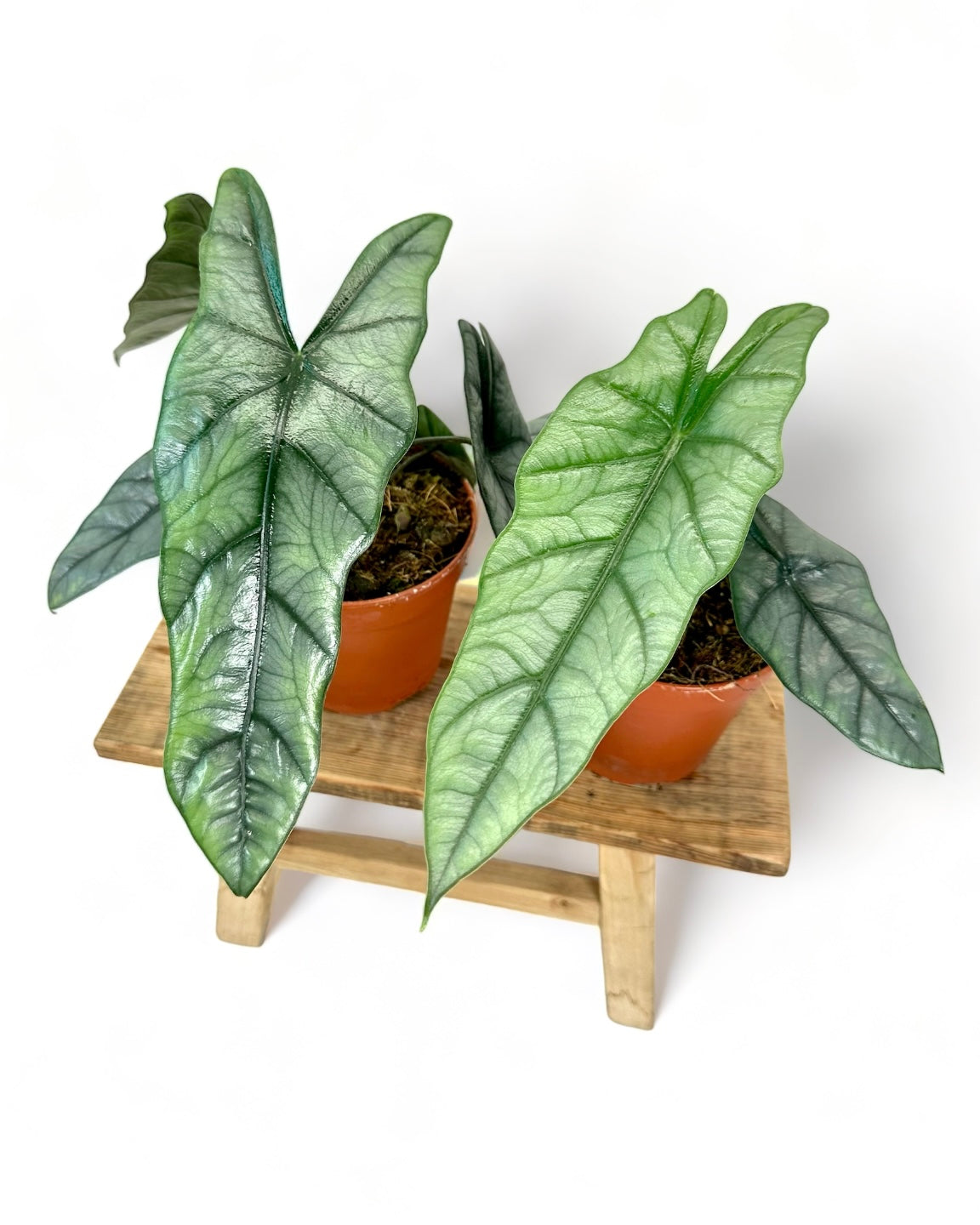 Alocasia Heterophylla Dragon's Breath