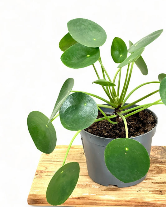 Pilea Peperomioides