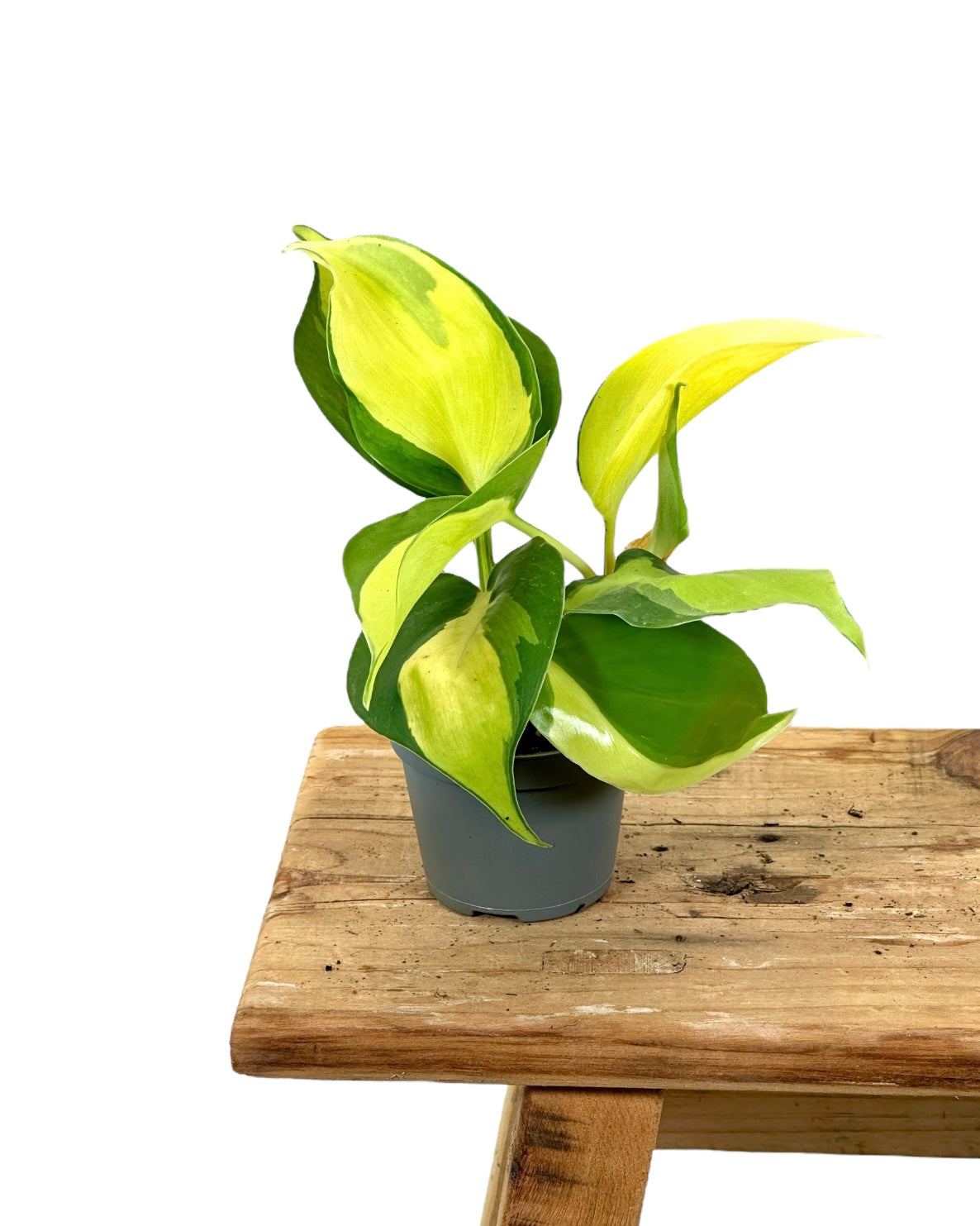 Philodendron Brasil baby plant