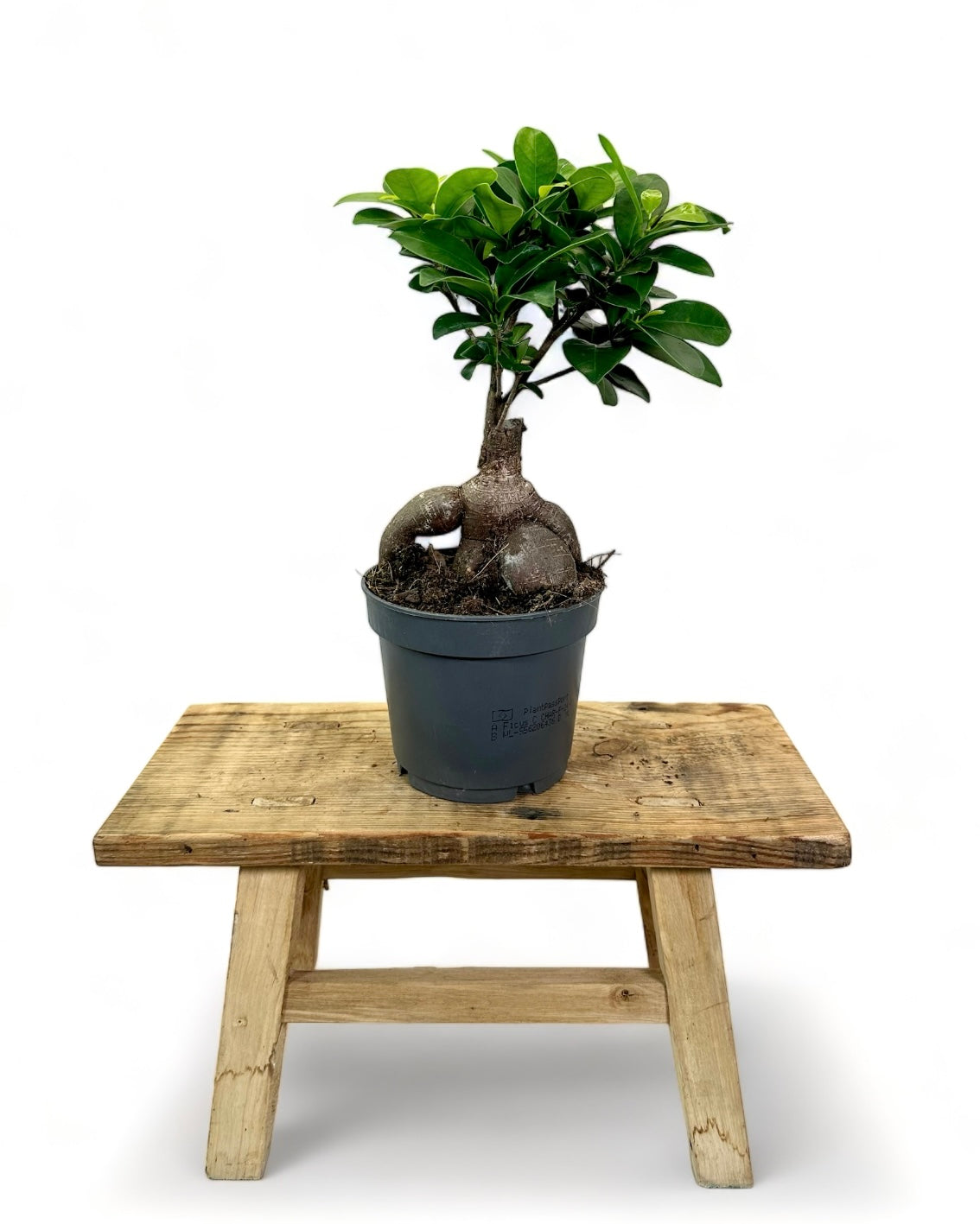 Ficus Ginseng ''Bonsaï''