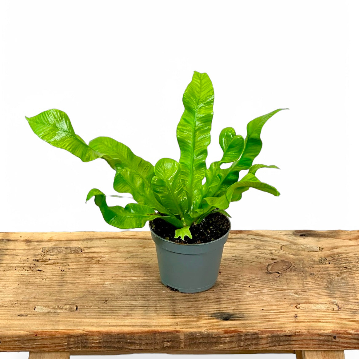 Asplenium Crispy Wave - Baby plant