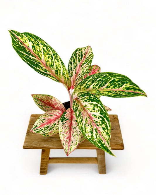 Aglaonema Cocomelon