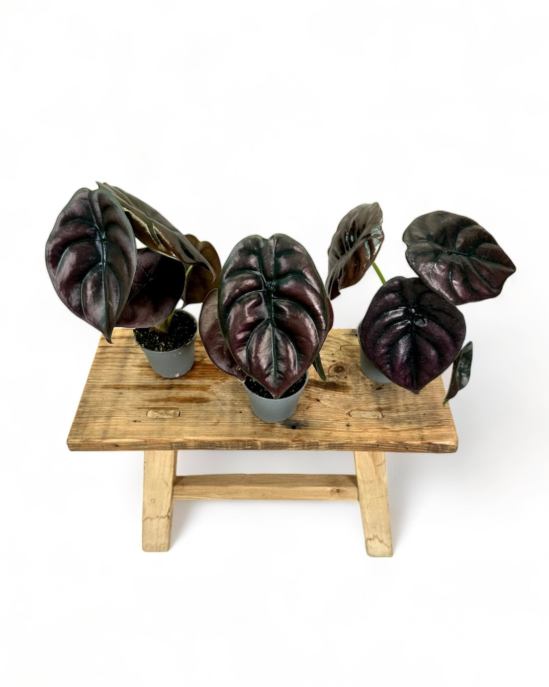 Alocasia Cuprea Red Secret - Baby plant