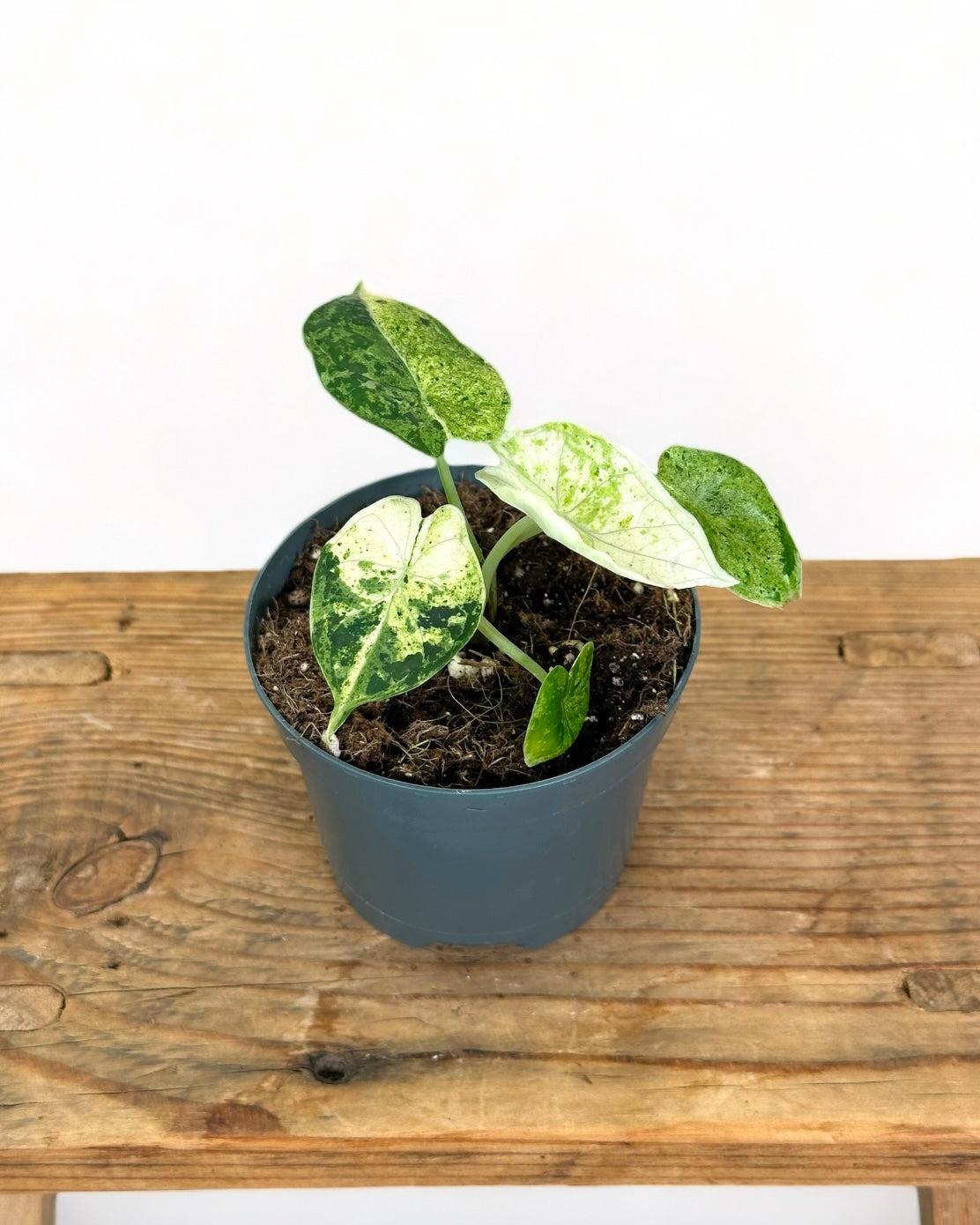 Alocasia Dragon Scale variegata