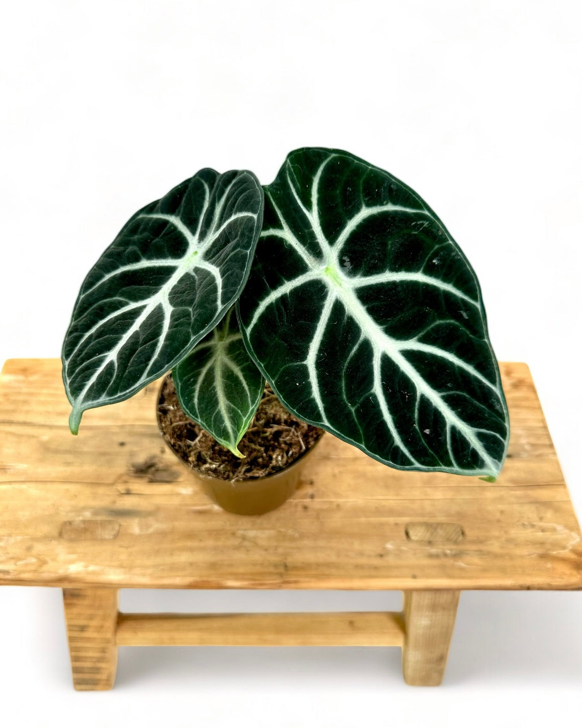 Alocasia Ninja