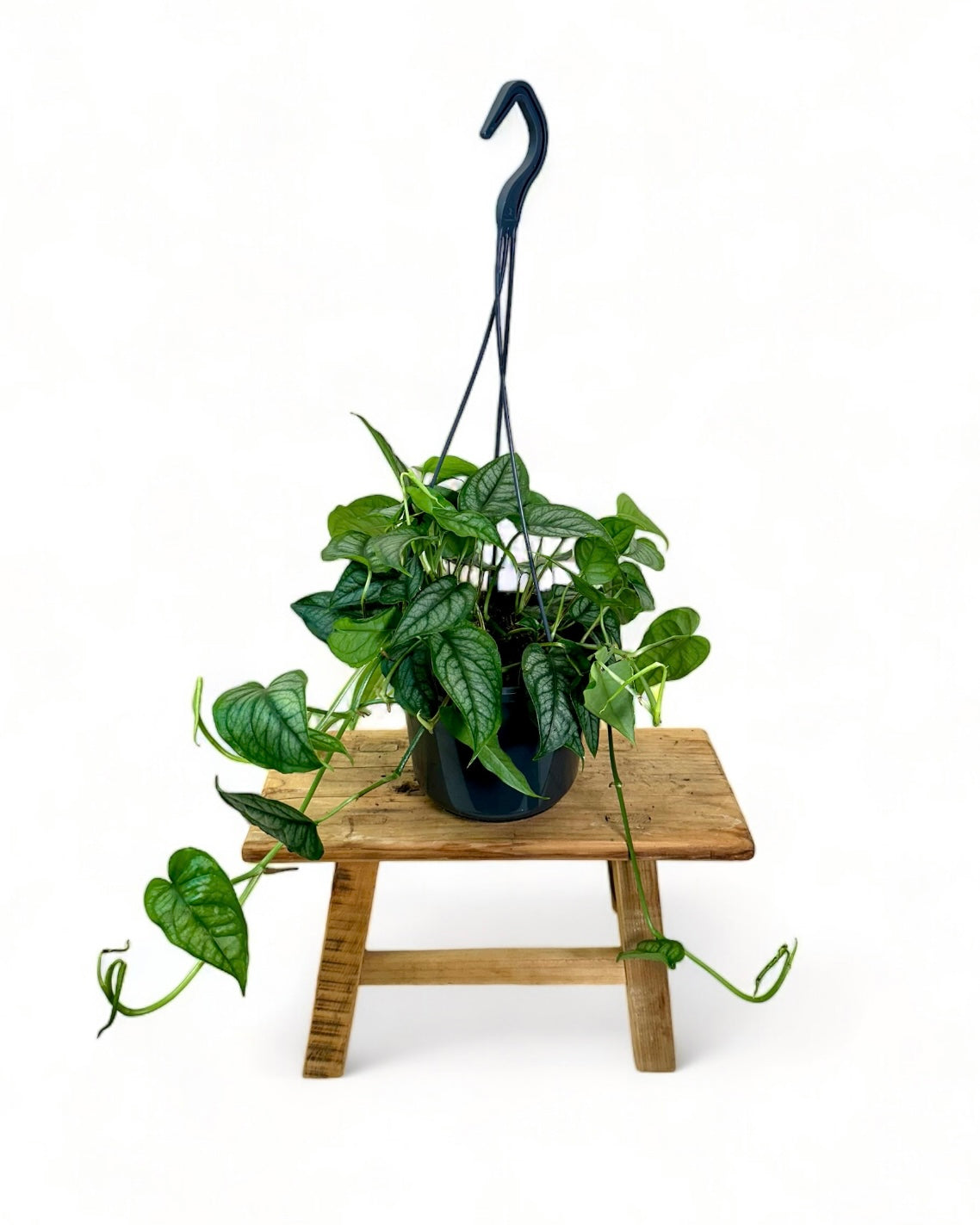 Monstera Siltepecana - suspension