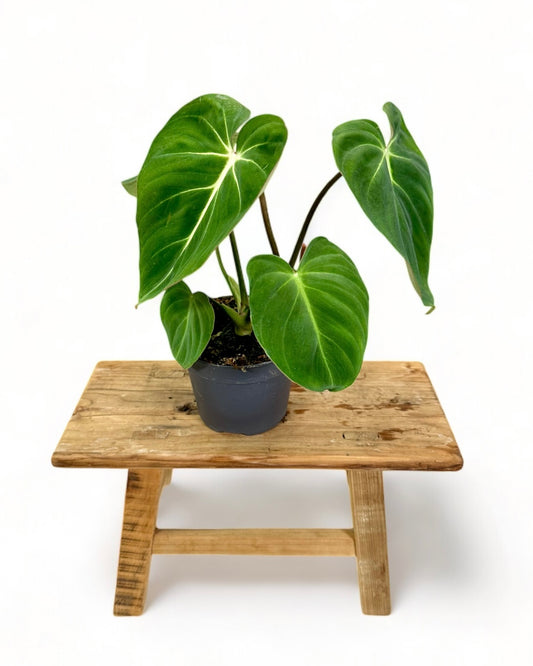 Philodendron Gloriosum