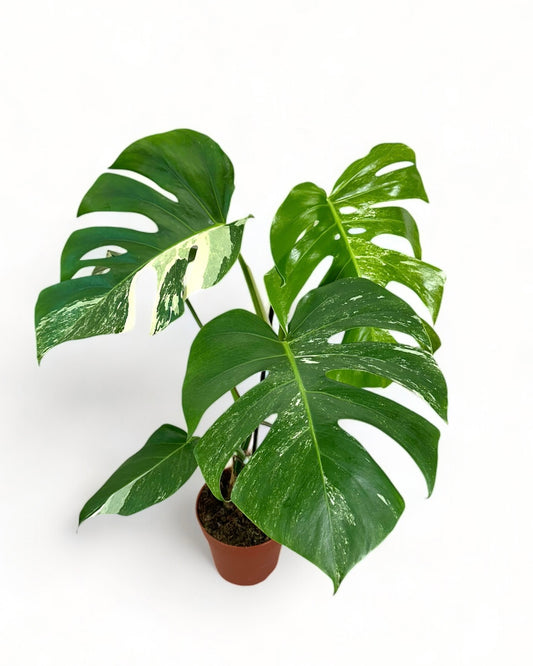 Monstera Deliciosa variegata - 0902