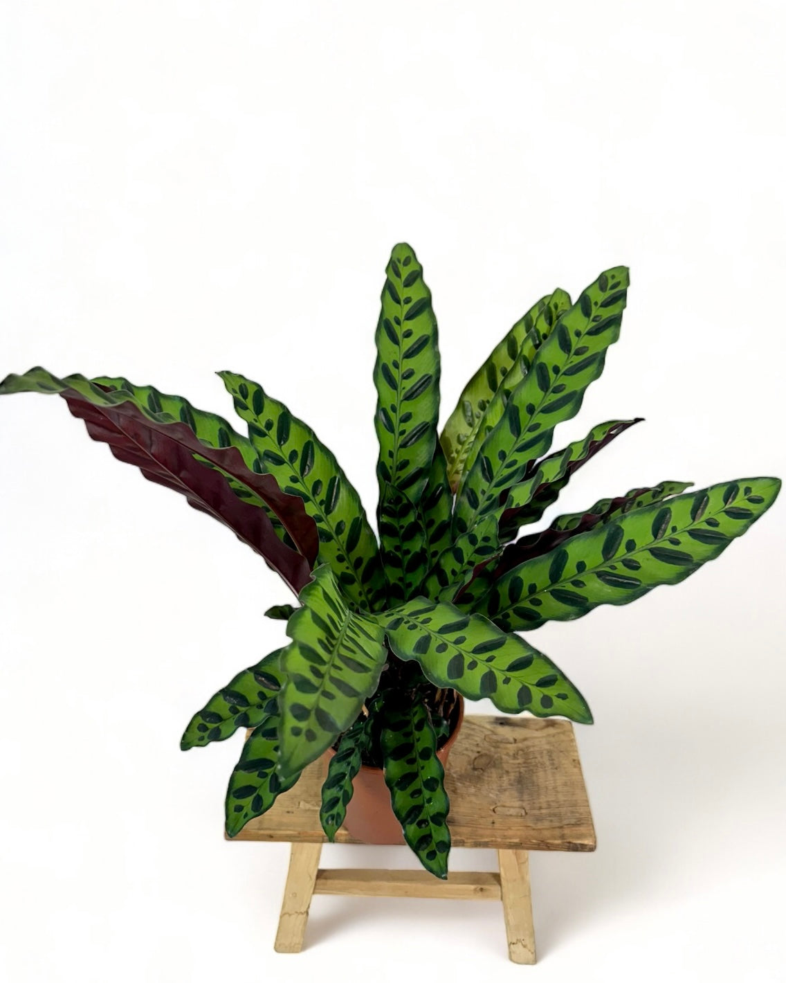 Calathea Lancifolia