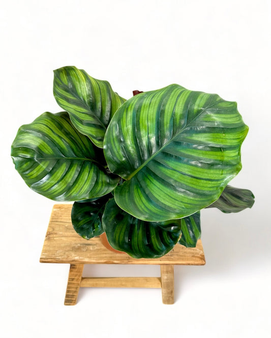 Calathea Fasciata