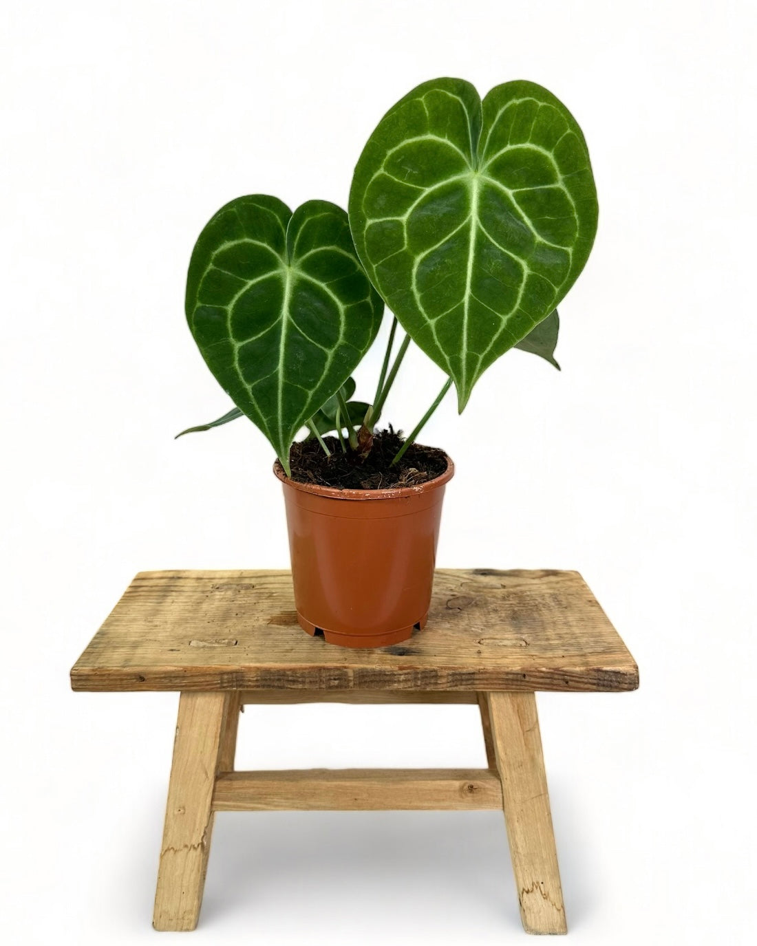 Anthurium Clarinervium