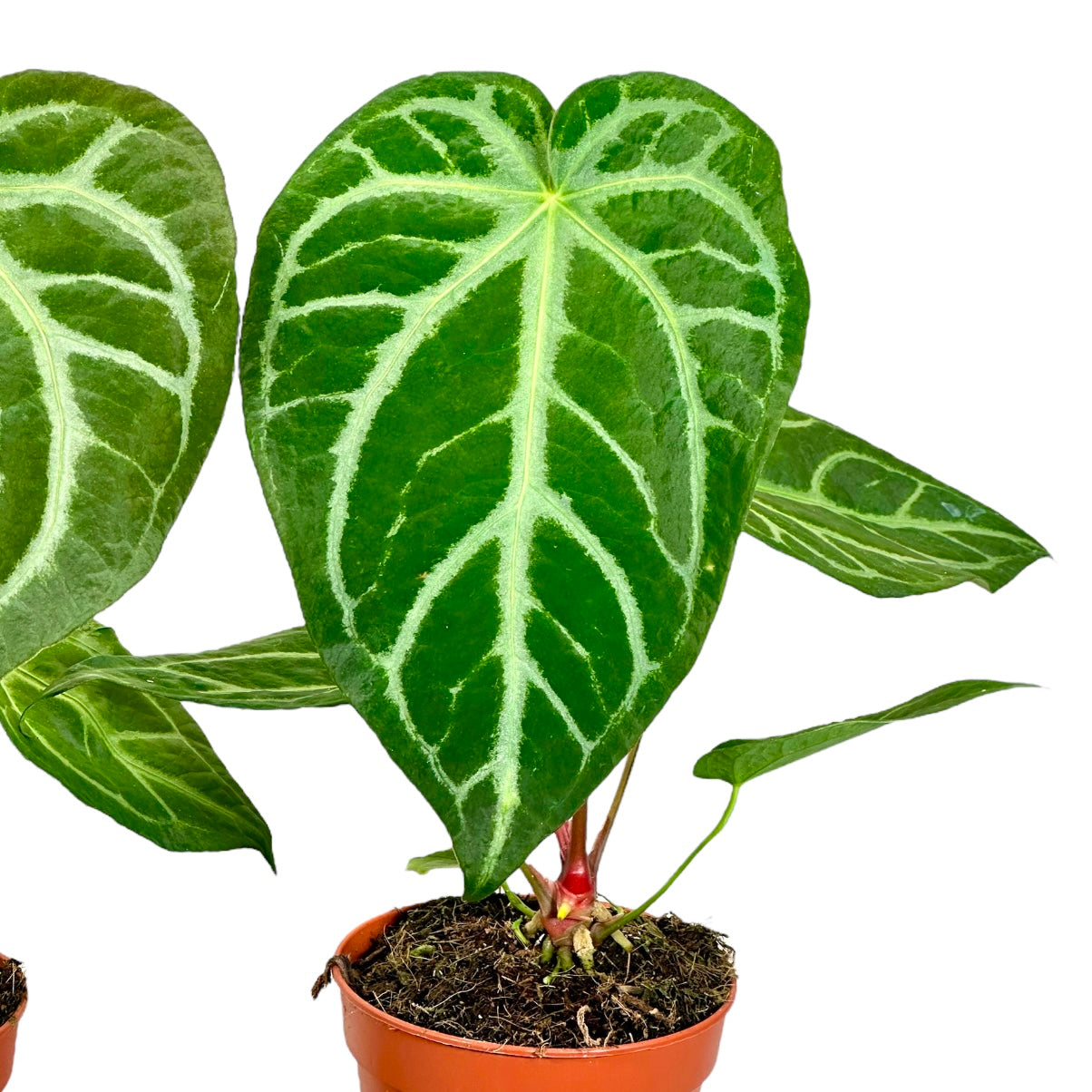 Anthurium Magnificum