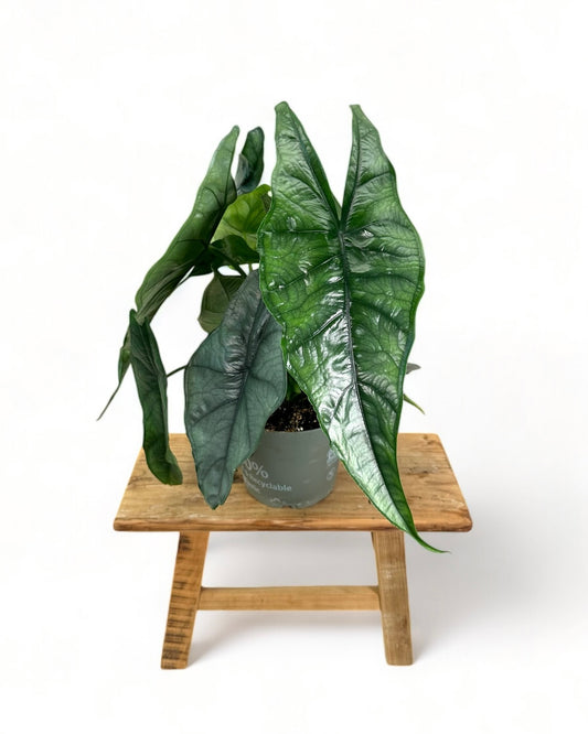 Alocasia Heterophylla Dragon's Breath