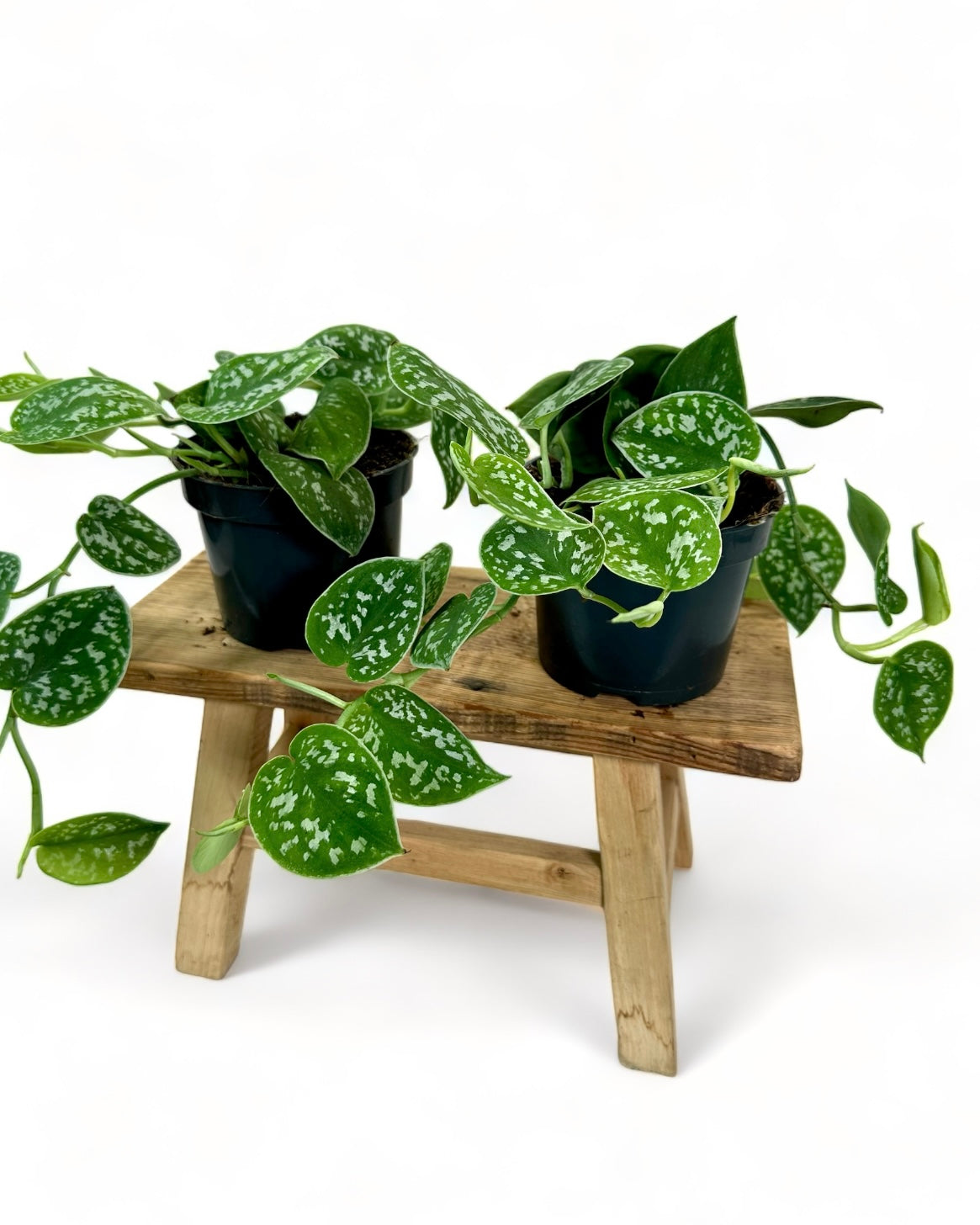 Scindapsus Pictus Argyraeus