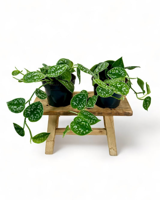 Scindapsus Pictus Argyraeus