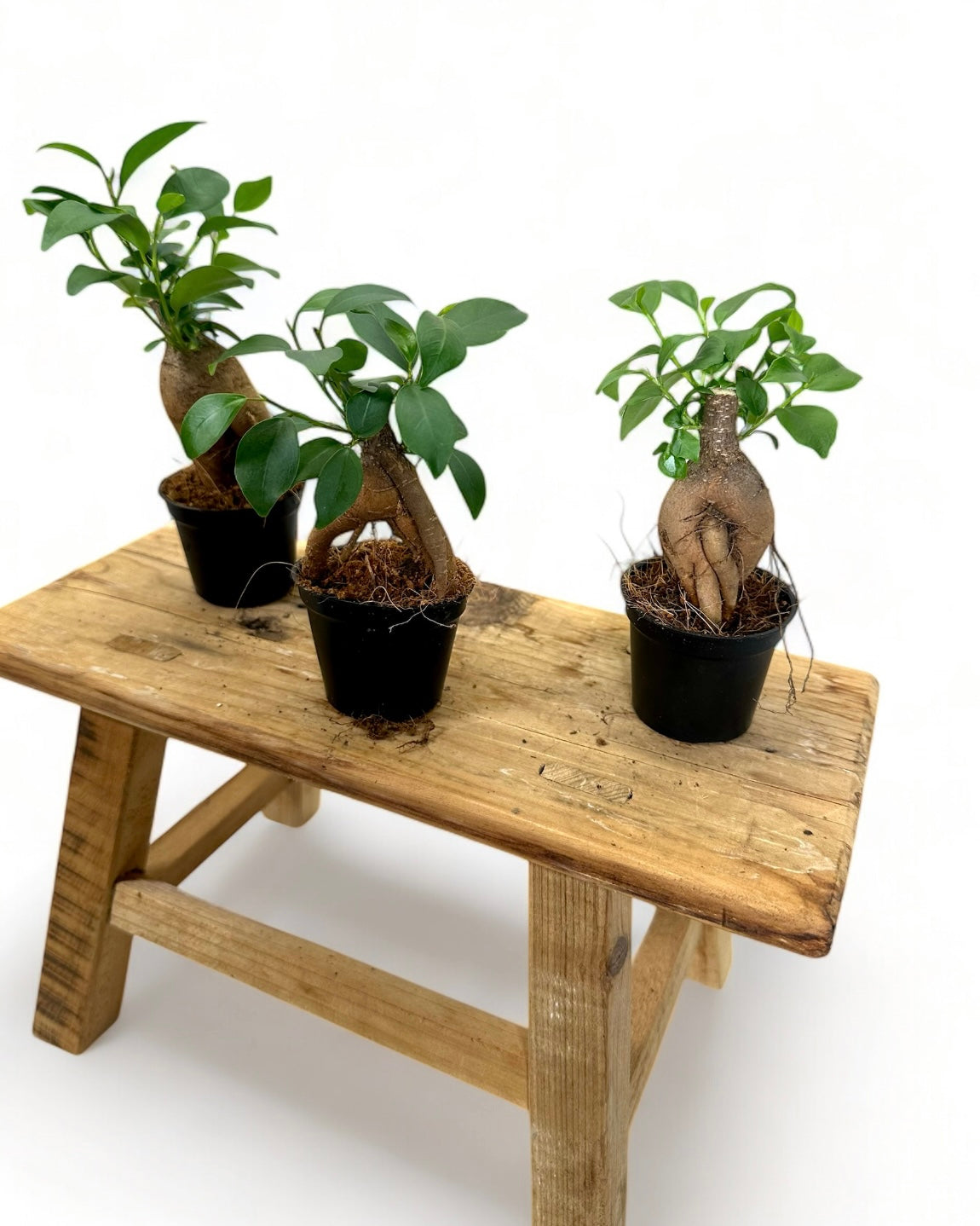 Ficus Ginseng 'Bonsaï' - Baby plant