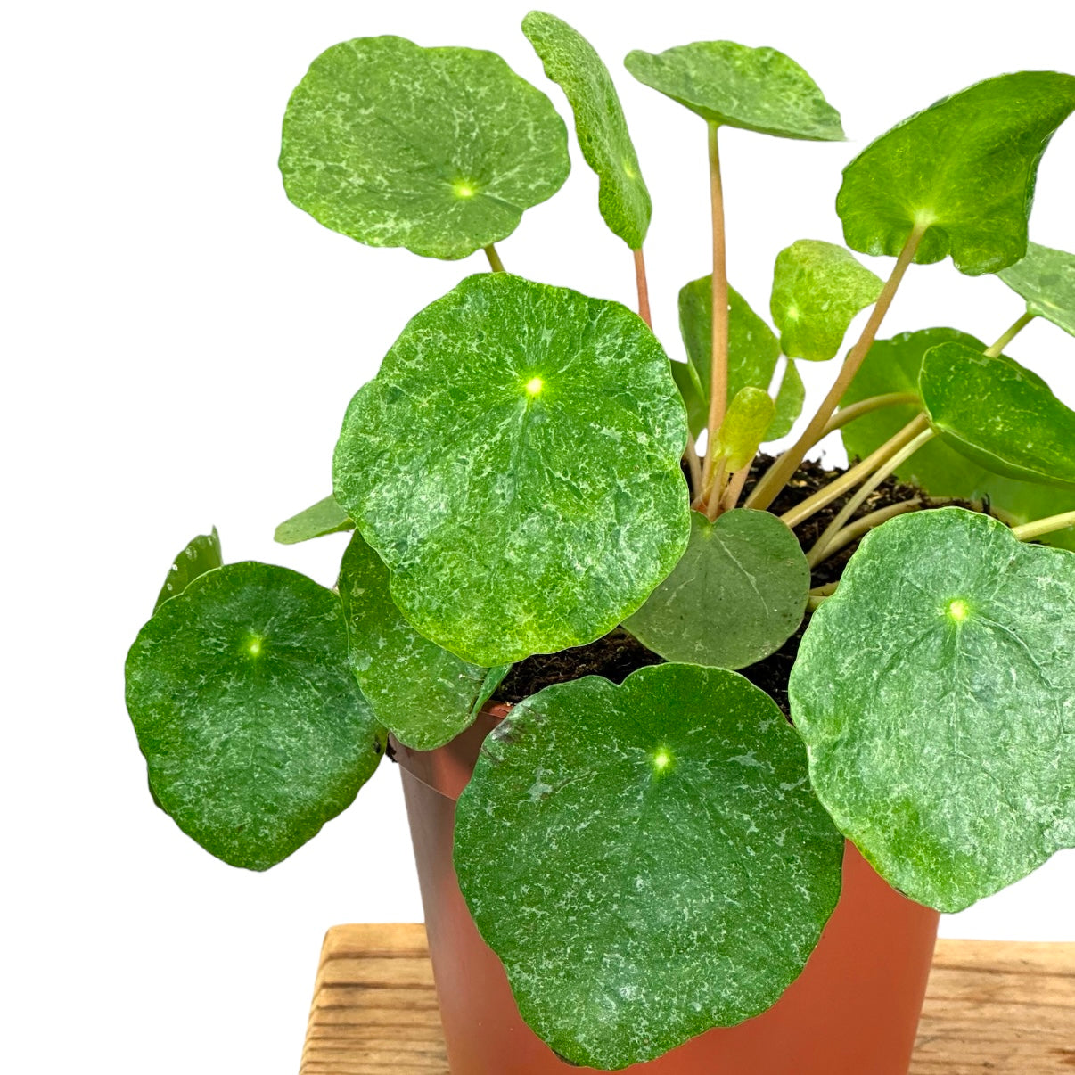 Pilea Peperomioides Sugar