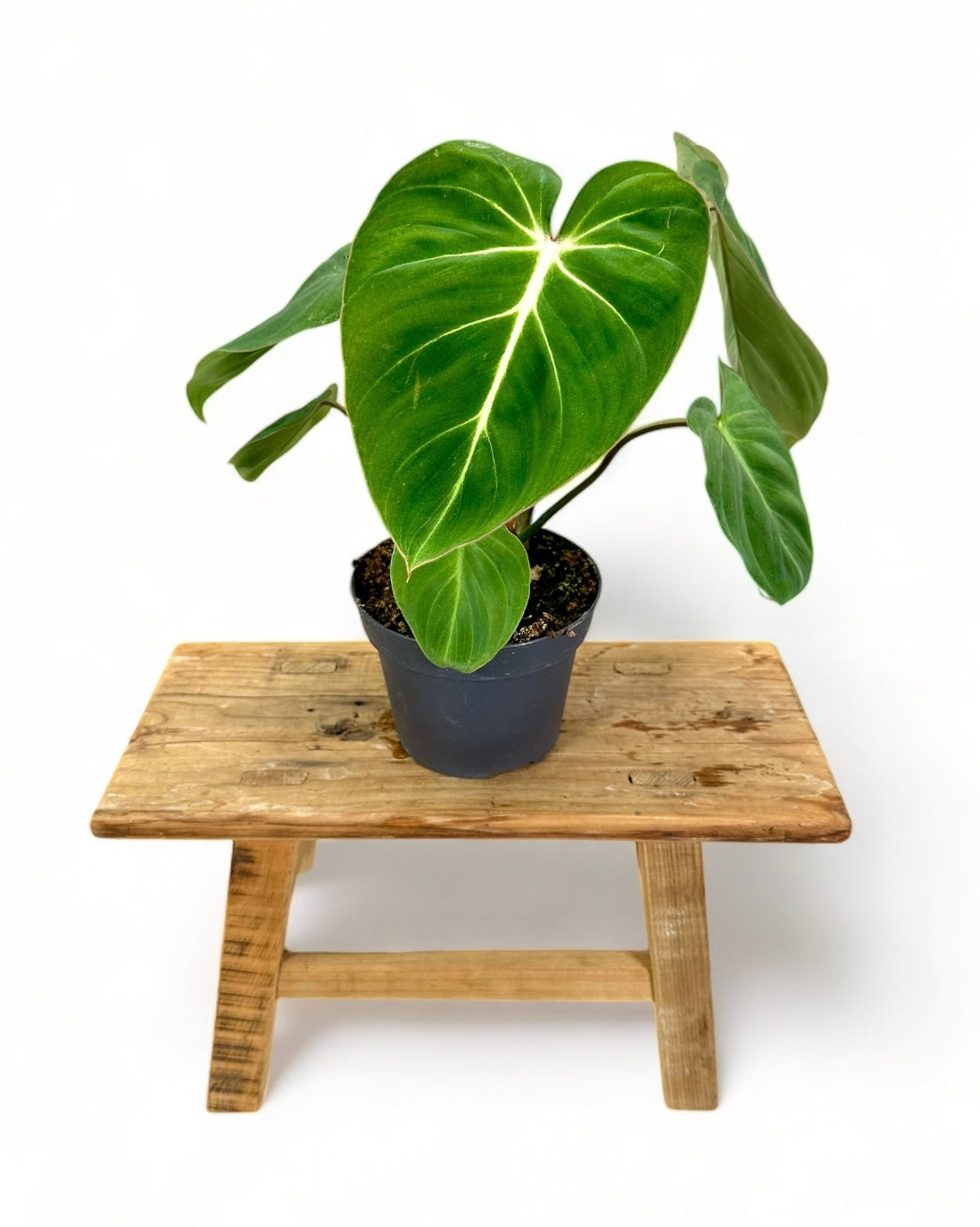 Philodendron Gloriosum