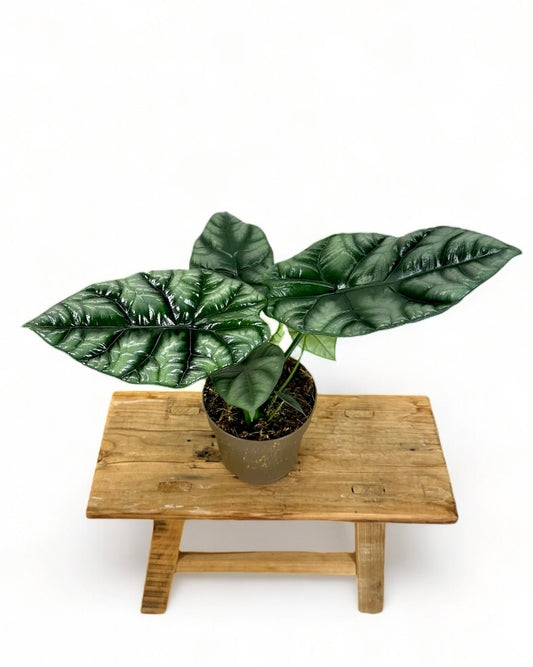 Alocasia Sinuata