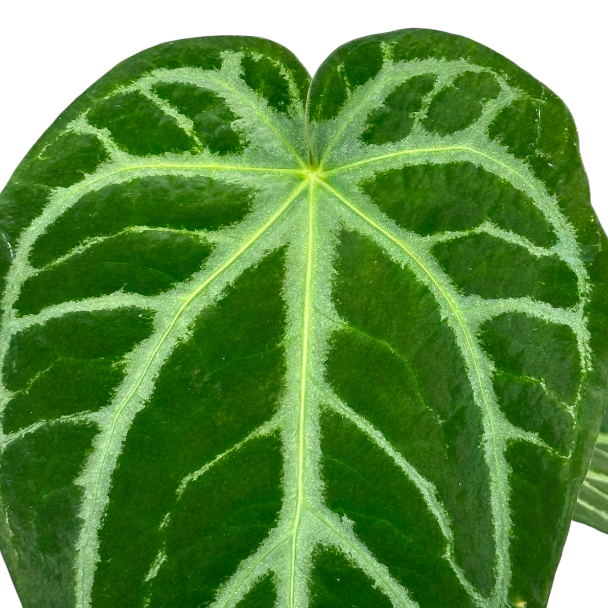 Anthurium Magnificum