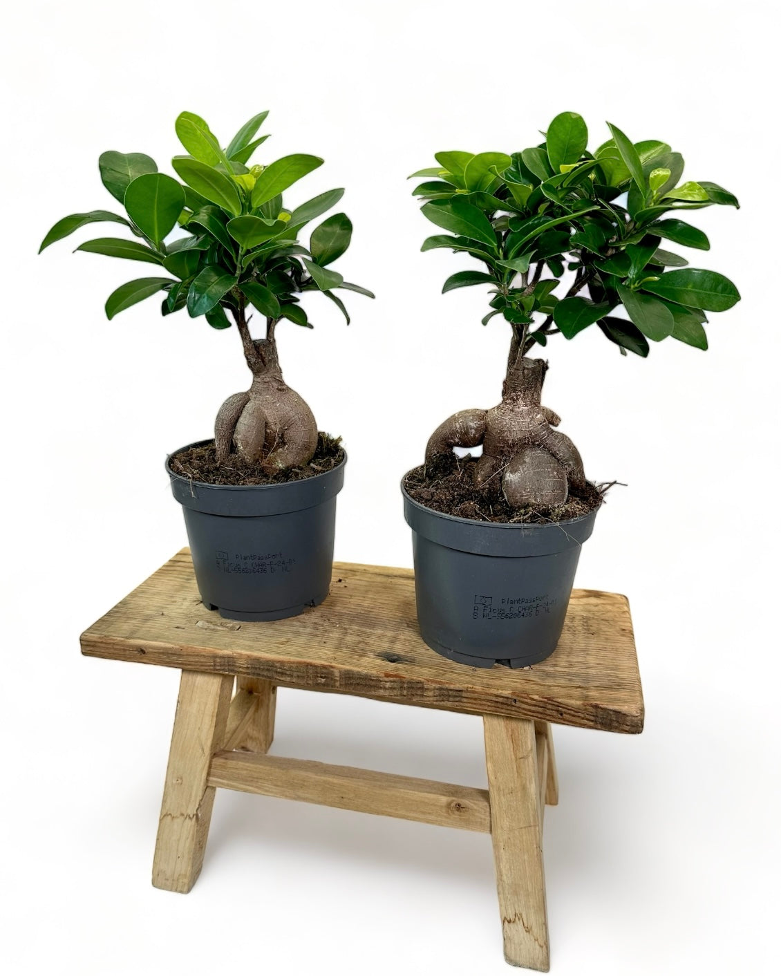 Ficus Ginseng ''Bonsaï''