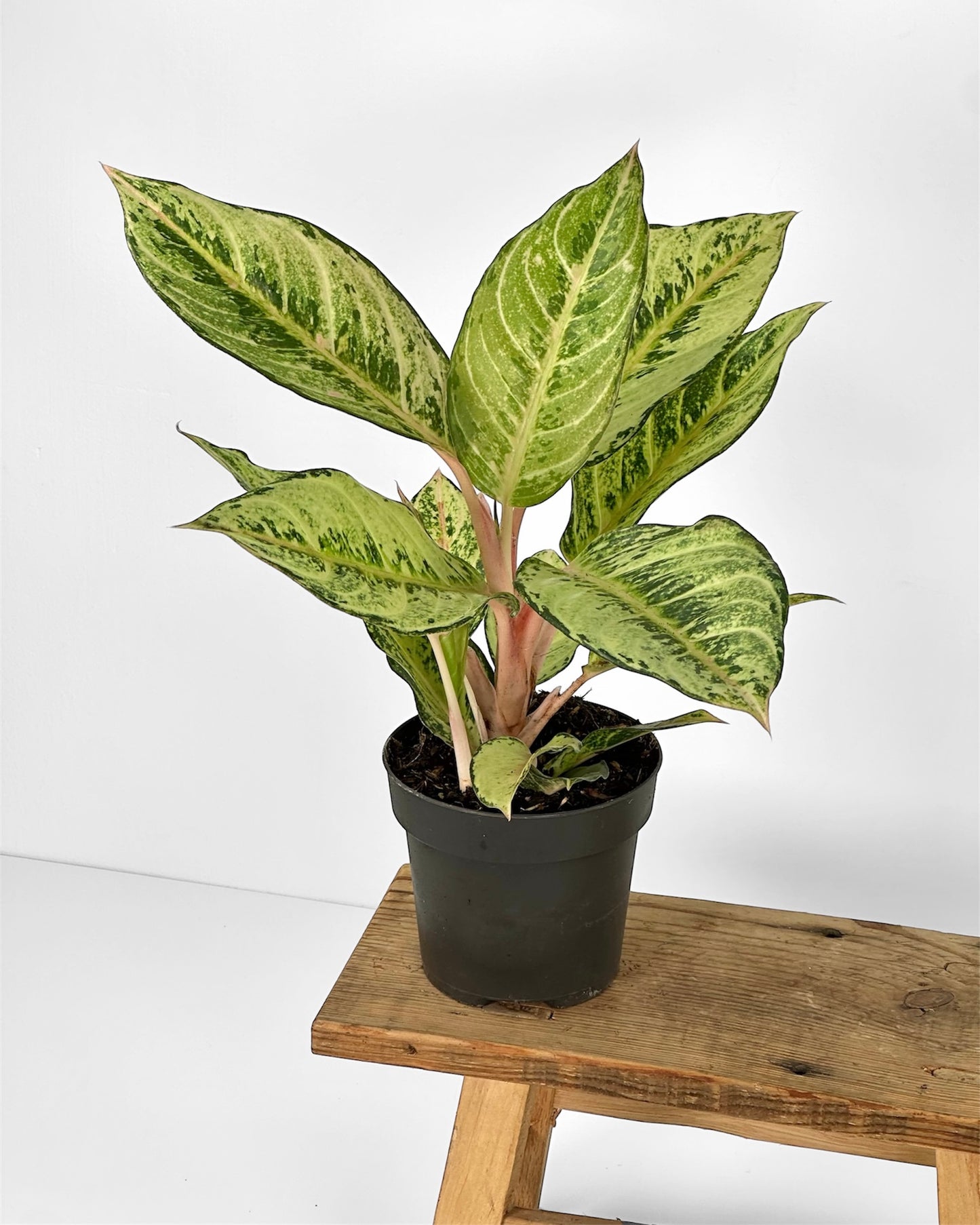 Aglaonema Chartreuse Pretty