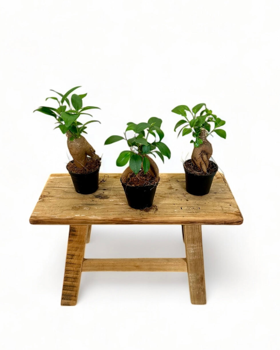 Ficus Ginseng 'Bonsaï' - Baby plant