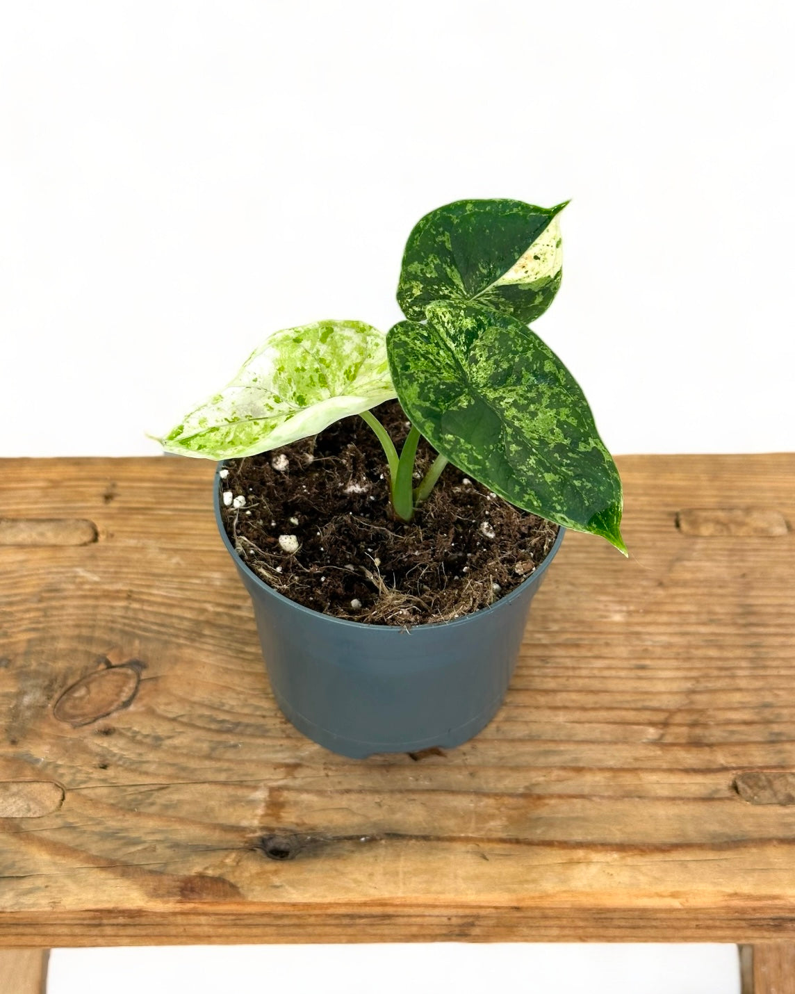 Alocasia Dragon Scale variegata