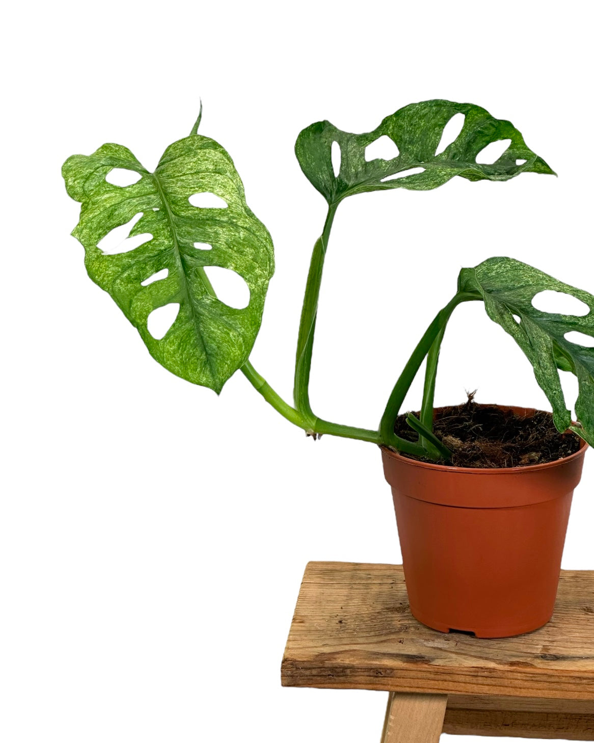 Monstera Adansonii Mint