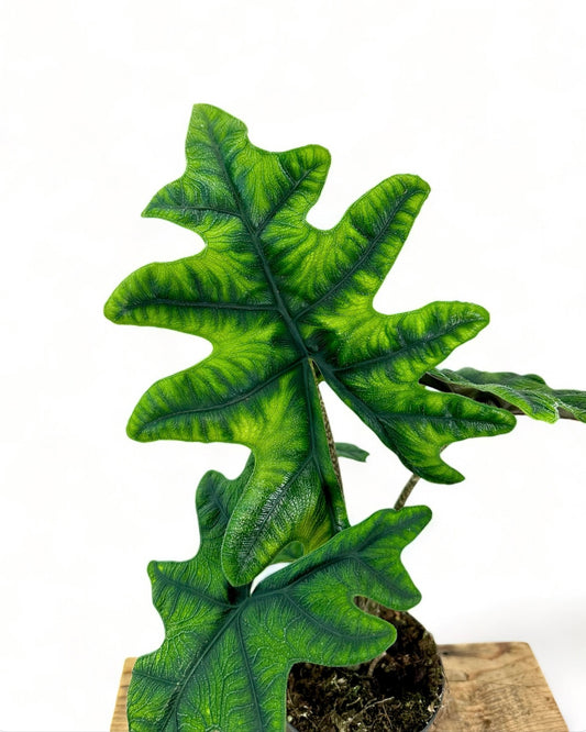 Alocasia Jacklyn