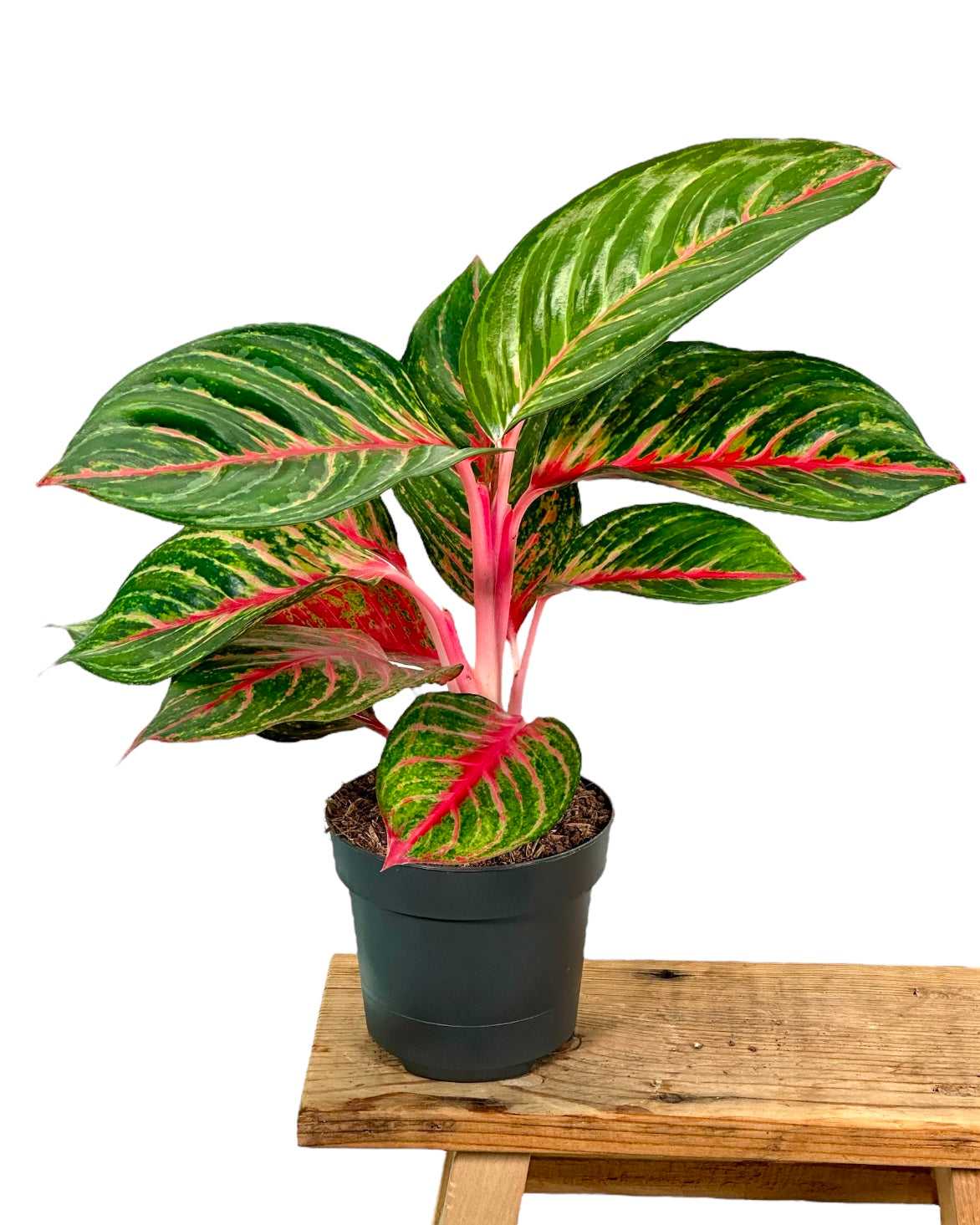 Aglaonema Olive Red