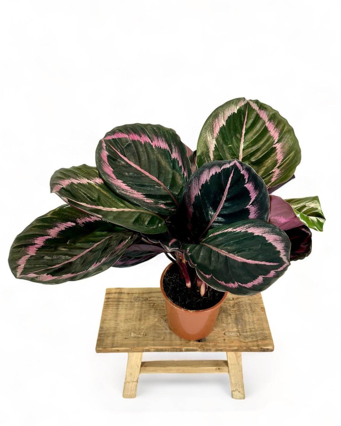 Calathea Surprise Star