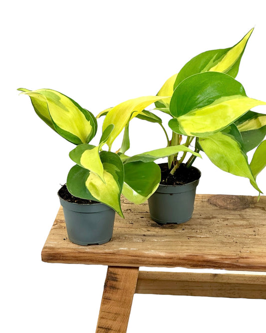 Philodendron Brasil baby plant