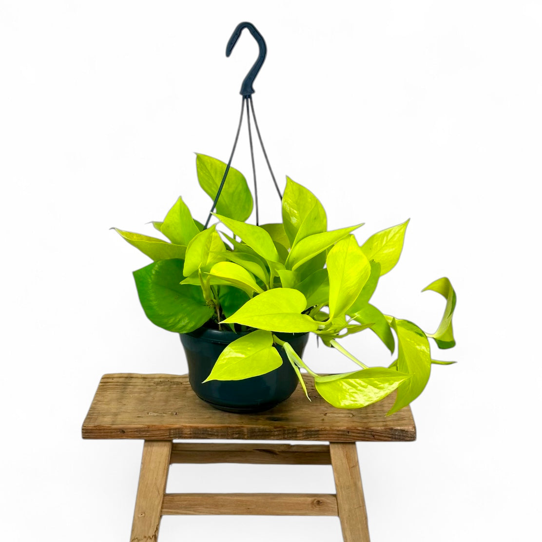 Pothos Neon - suspension