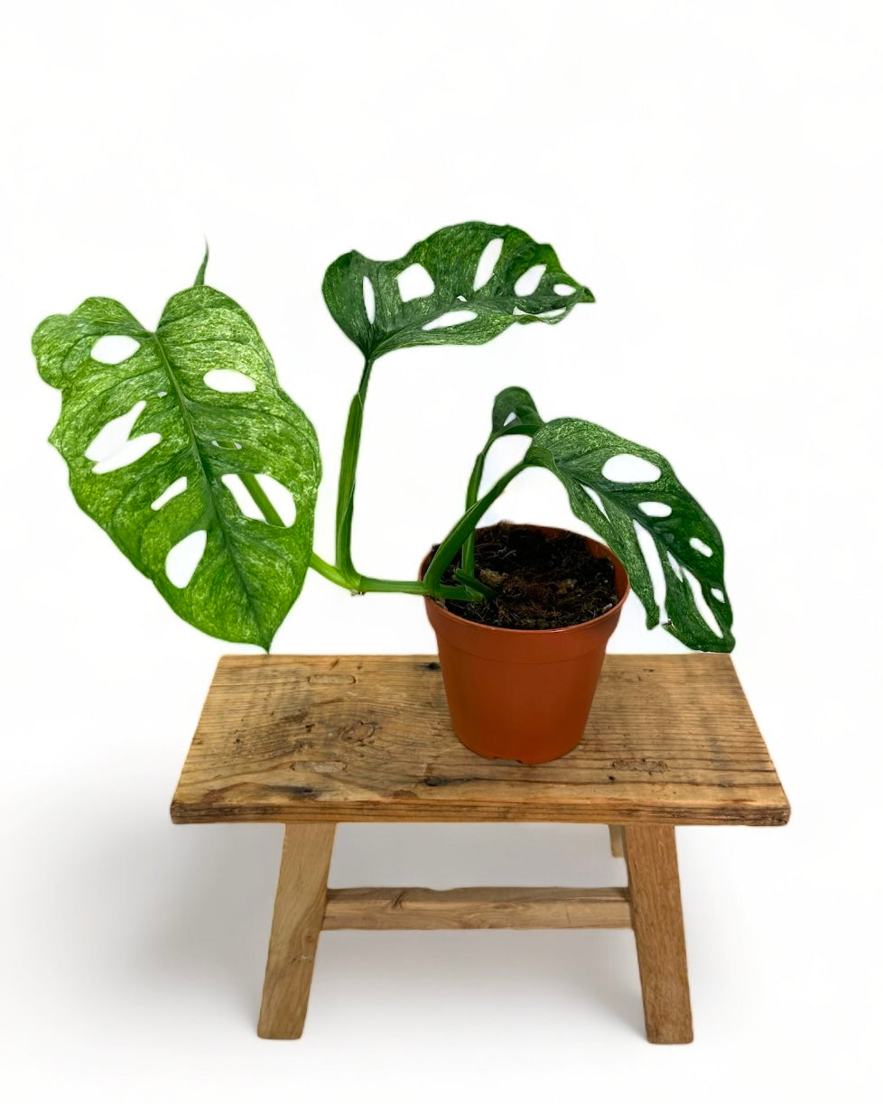 Monstera Adansonii Mint