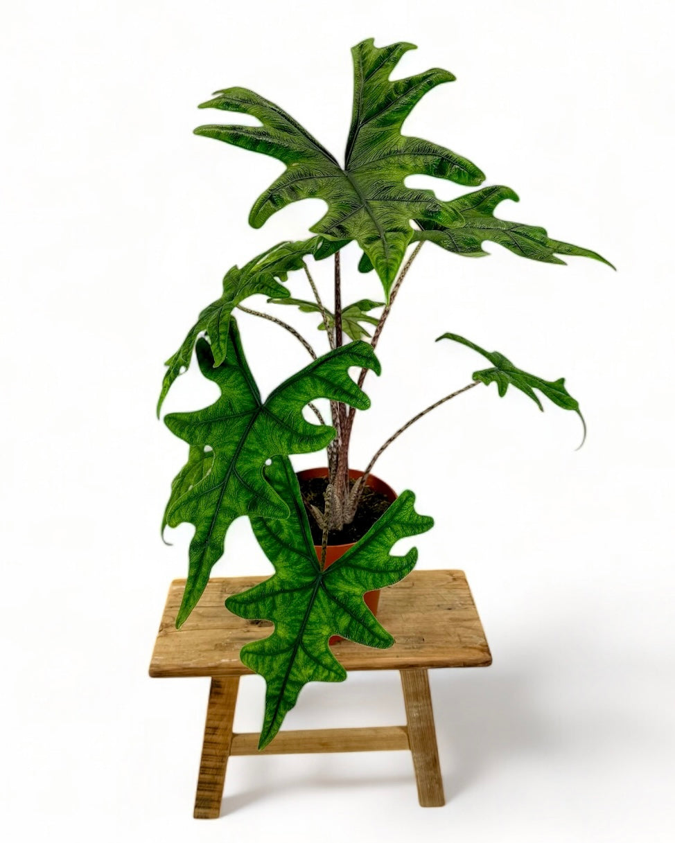 Alocasia Jacklyn