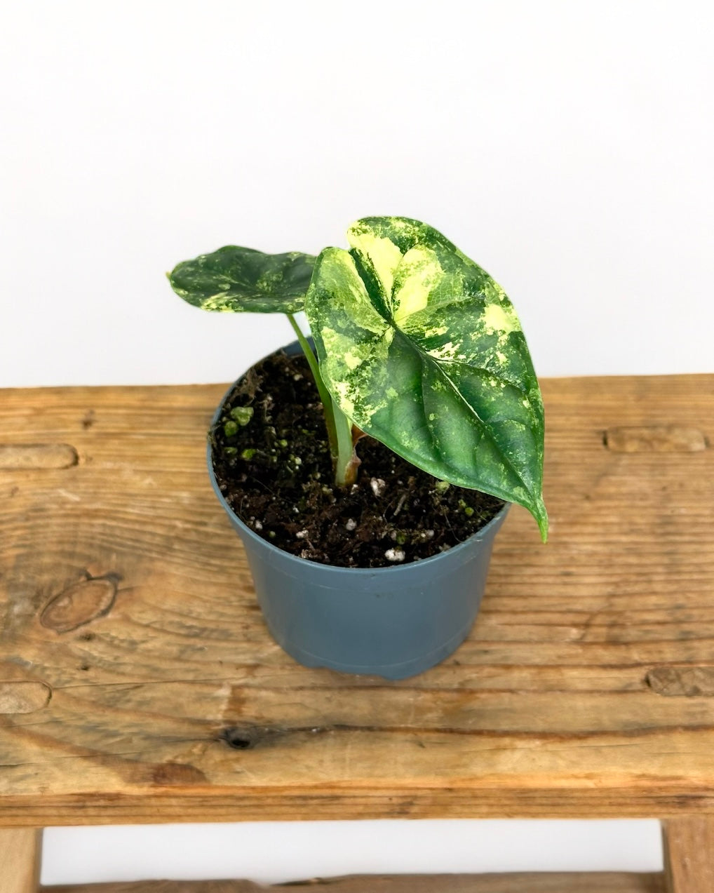 Alocasia Dragon Scale variegata