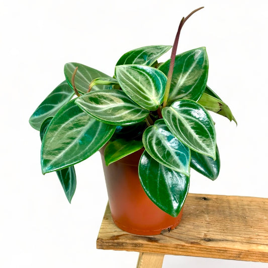 Peperomia Sarcophylla