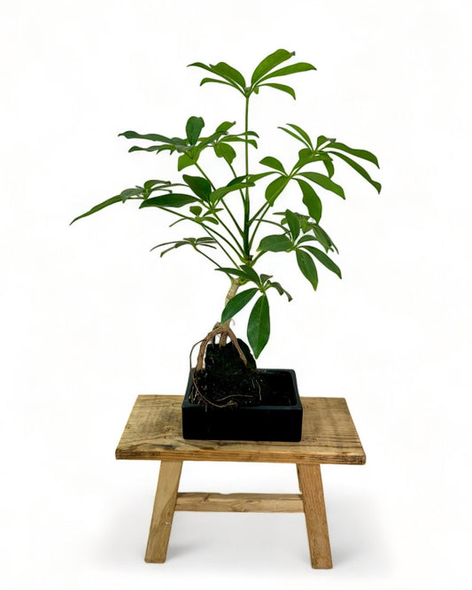 Schefflera sur pierre de lave