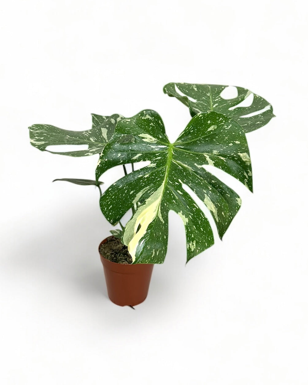 Monstera Thai Constellation