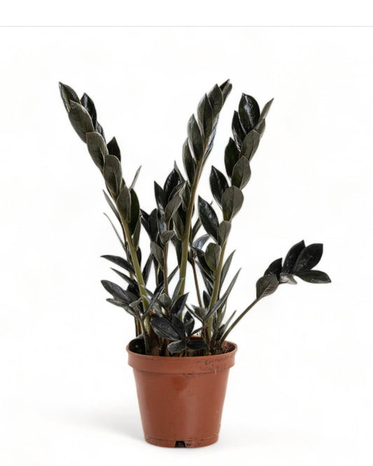 Zamioculcas Zamiifolia Raven