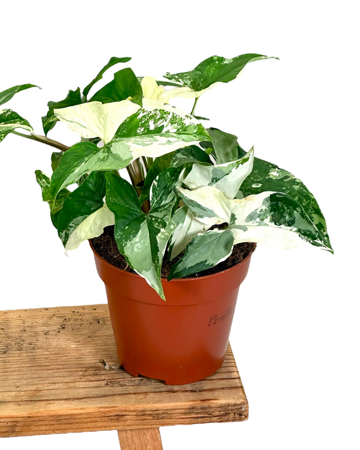 Syngonium Variegata