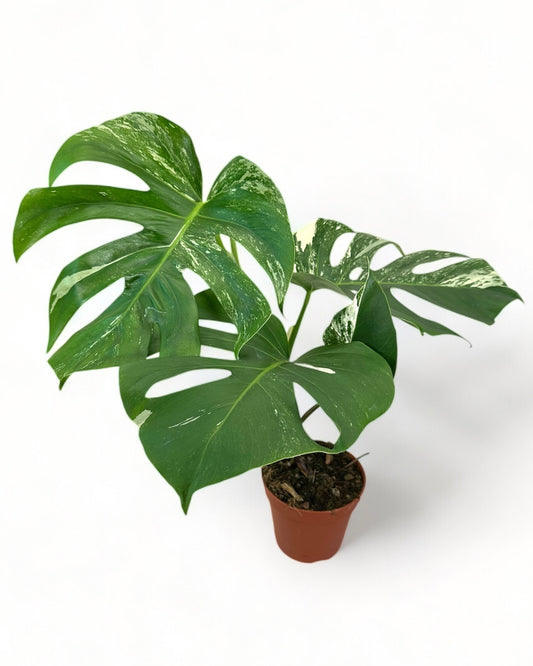 Monstera Deliciosa variegata - 0905