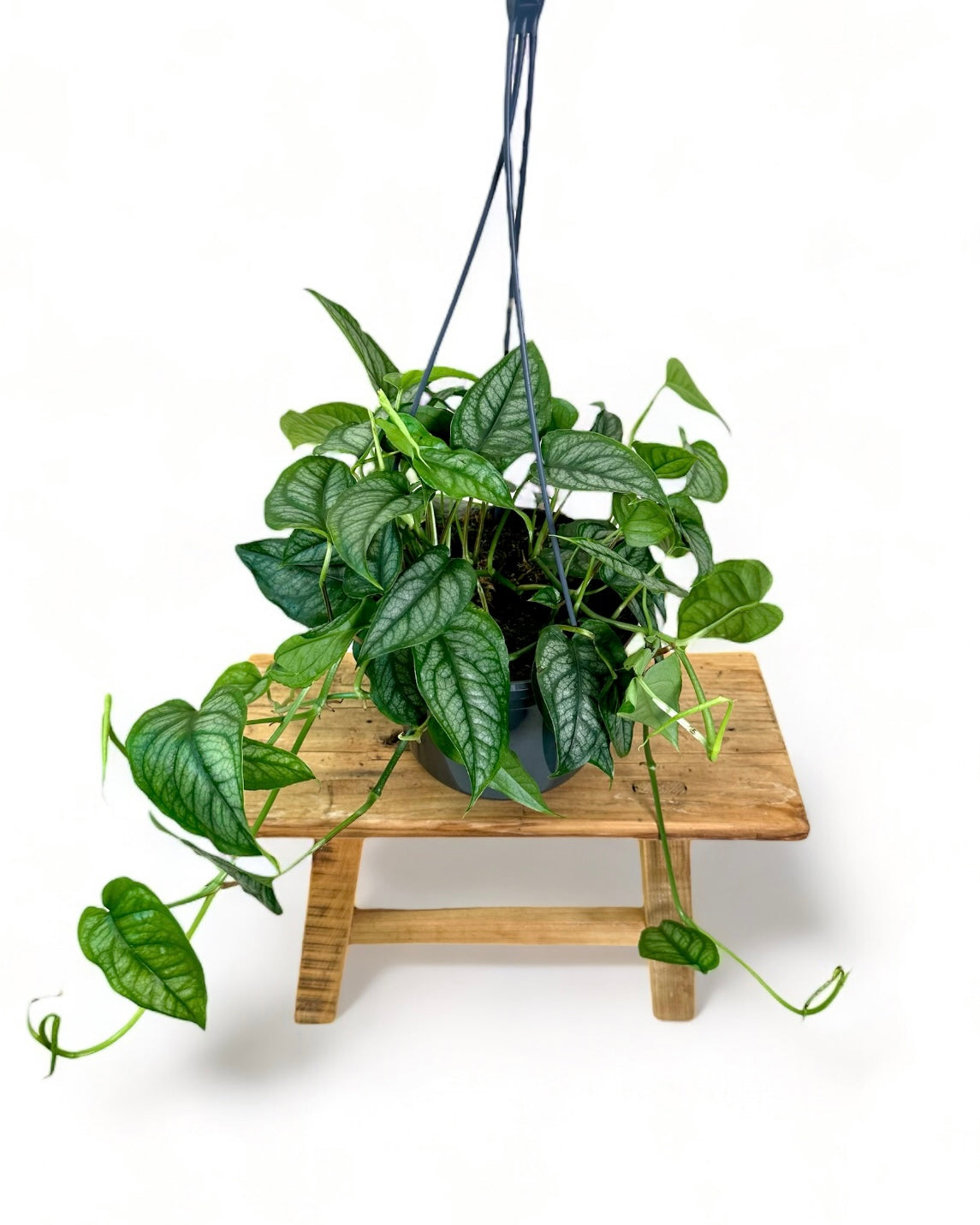 Monstera Siltepecana - suspension