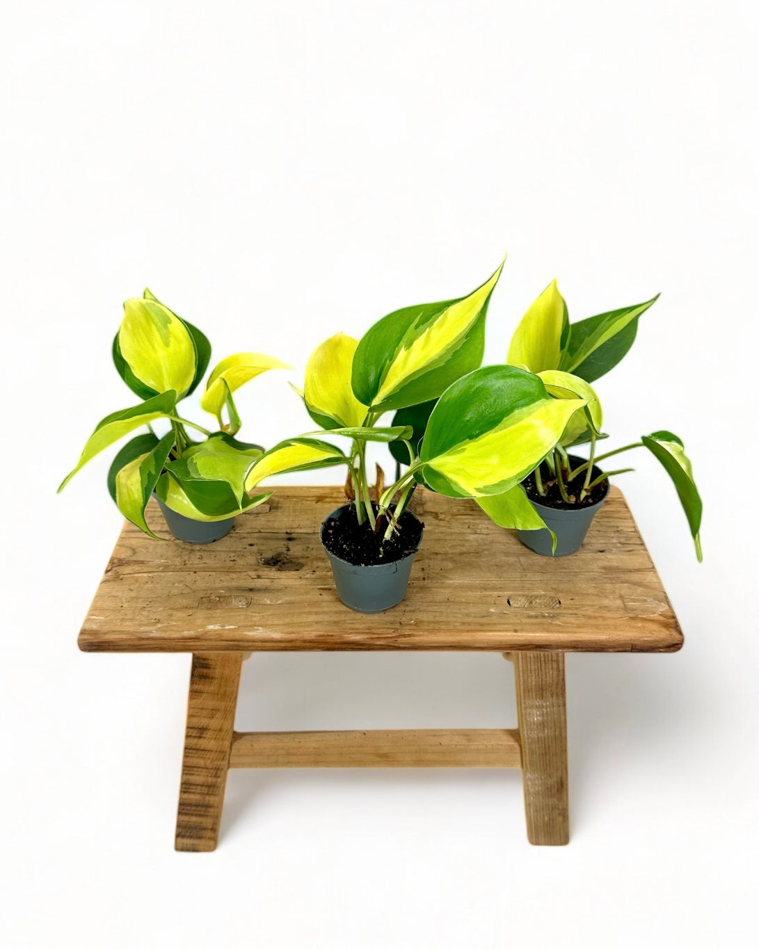 Philodendron Brasil baby plant