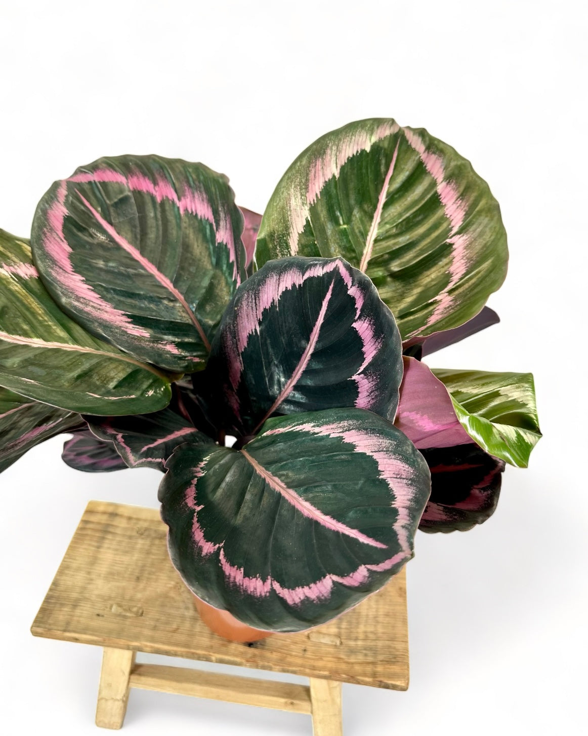 Calathea Surprise Star